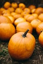 Fresh pumpkins on hay. Halloween and Thanksgiving