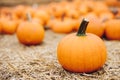 Fresh pumpkins on hay. Halloween and Thanksgiving