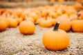 Fresh pumpkins on hay. Halloween and Thanksgiving