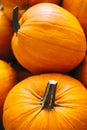 Fresh pumpkins in a pile. Halloween and Thanksgiving