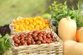 Fresh pumpkins, rosemary, cherry tomatoes