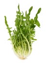 Fresh puntarelle chicory Royalty Free Stock Photo