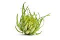 Fresh Puntarelle vegetable Royalty Free Stock Photo