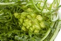 Fresh puntarelle vegetable Royalty Free Stock Photo