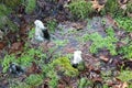 Fresh pure spring water that gushes from the ground from a mount