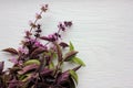 Fresh purple basil leaves and flowers on a white wooden background with copy space. Top view Royalty Free Stock Photo