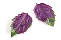 Fresh purple basil leaves isolated on white background Royalty Free Stock Photo