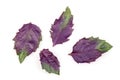 Fresh purple basil leaves isolated on white background Royalty Free Stock Photo