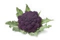 Fresh purple broccoli