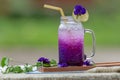 Fresh purple Butterfly pea or blue pea flower and lemon juice in Royalty Free Stock Photo