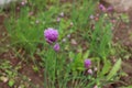 Fresh purple chives flower ,or Wild Chives, Flowering Onion, Garlic Chives, Chinese Chives, Schnitt Lauch blossoms in Royalty Free Stock Photo