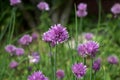 Fresh purple chives flower or Wild Chives, Flowering Onion, Garlic Chives, Chinese Chives, Schnitt Lauch blossoms in the Royalty Free Stock Photo