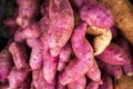 Fresh purple colored Sweet Potatoes stack Royalty Free Stock Photo