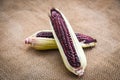 Fresh purple corn on cob on sack background / Siam Ruby Queen or sweet red corn Royalty Free Stock Photo