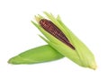 Fresh purple corn isolated on white background Royalty Free Stock Photo