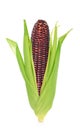 Fresh purple corn isolated on white background Royalty Free Stock Photo