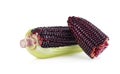Fresh purple corn isolated on white background Royalty Free Stock Photo