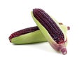 fresh purple corn isolated on white background Royalty Free Stock Photo