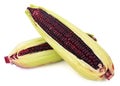 Fresh purple corn isolated on a white background Royalty Free Stock Photo