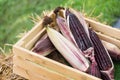 Fresh purple corn in the wooden box for background.Thailand. Royalty Free Stock Photo