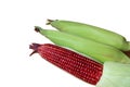 Fresh purple corns with green husks and shown vibrant color kernels isolated on white background Royalty Free Stock Photo