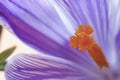 Fresh Purple crocus bloom close up. Spring flower macro