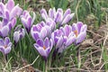 Fresh Purple crocus bloom. Spring flower macro Royalty Free Stock Photo