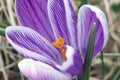 Fresh Purple crocus bloom. Spring flower macro Royalty Free Stock Photo