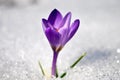 Fresh purple crocus in snow