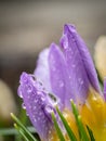 Fresh purple crocuses Royalty Free Stock Photo