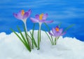 Crocus in snow