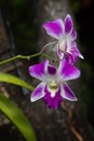 Fresh Purple Dendrobium orchids blurred background nature light