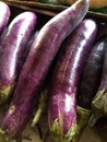 Fresh purple eggplant or aubergine. nutritious vegetables