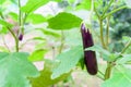 Fresh purple Eggplant on tree Royalty Free Stock Photo