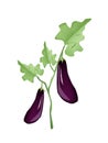 A Fresh Purple Eggplant on White Background Royalty Free Stock Photo