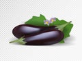 Fresh purple eggplants in transparent background. Photo-realistic vector violet eggplants illustatration.