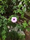 Fresh Purple flower of Ipomoea