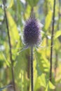 Fresh purple flowering Dipsacus teasel close up