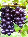 Fresh purple color bouquet grape fruit hanging on long branch tree in farming. organic round fruity prepare for make winery and ha Royalty Free Stock Photo