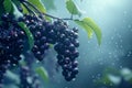 Fresh Purple Grapes on Vine with Water Droplets in Dreamy Blue Misty Background Royalty Free Stock Photo