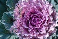 Fresh purple - green cabbage in the agriculture fields Royalty Free Stock Photo