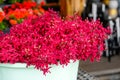 Fresh purple magenta red pink Mokara orchid flower bouquet cut sale market. Royalty Free Stock Photo