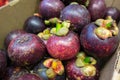 Fresh Purple mangosteen