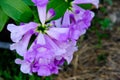 Fresh Purple Mansoa Alliacea Blooming And Buds Vine Flower Outdoor In Botanic Garden