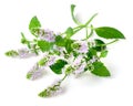Fresh purple peppermint flowers isolated on white