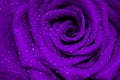 Fresh purple rose with open petals covered