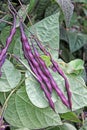 Fresh purple string beans macro.