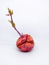 Fresh purple sweet potato with small shoots growing on isolated white background Royalty Free Stock Photo