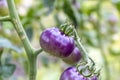 Fresh purple tomato on a branch. The concept of organic food. Close up Royalty Free Stock Photo