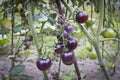 Fresh purple tomato on a branch. The concept of organic food. Close up Royalty Free Stock Photo
